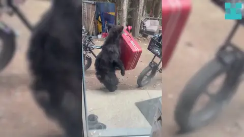 El oso Paddington de la vida real roba una maleta en Canadá El oso Paddington de la vida real roba una maleta en Canadá