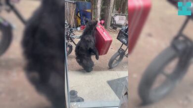 El oso Paddington de la vida real roba una maleta en Canadá