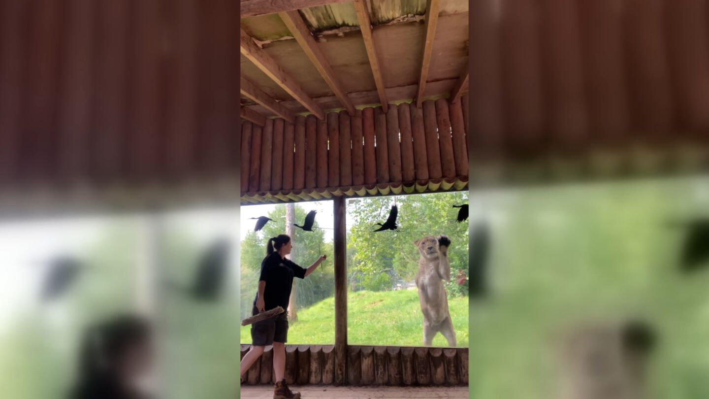 Leona "ayuda" a empleada de un zoo