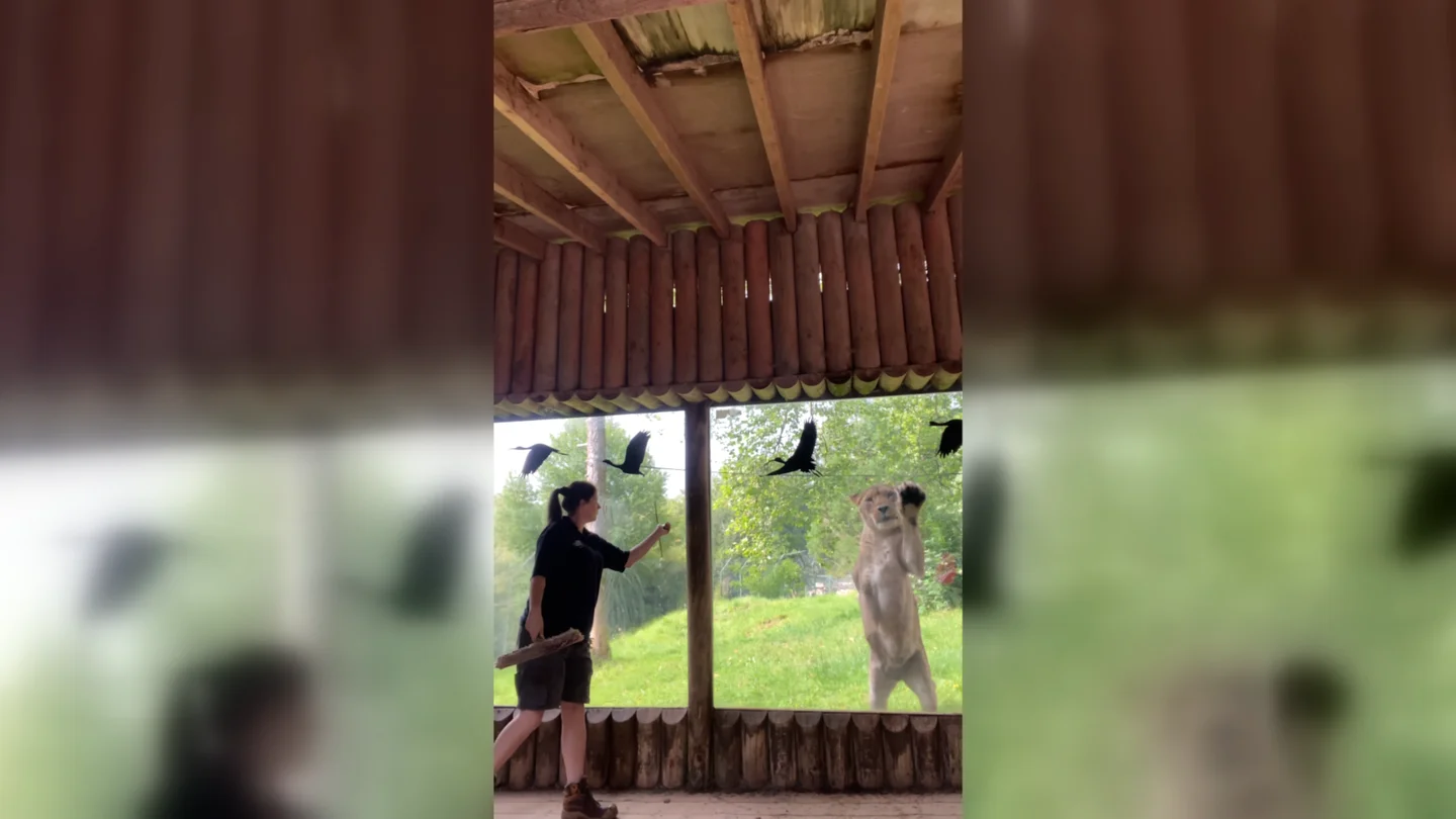 Leona "ayuda" a empleada de un zoo Leona "ayuda" a empleada de un zoo