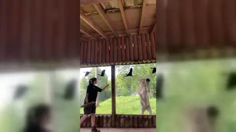 Leona "ayuda" a empleada de un zoo Leona "ayuda" a empleada de un zoo