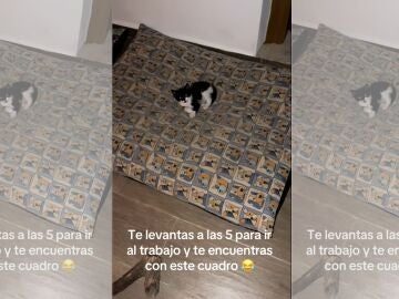 video de Josu&eacute; Cantero ense&ntilde;ando a sus gatos 
