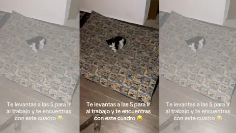 video de Josué Cantero enseñando a sus gatos video de Josué Cantero enseñando a sus gatos