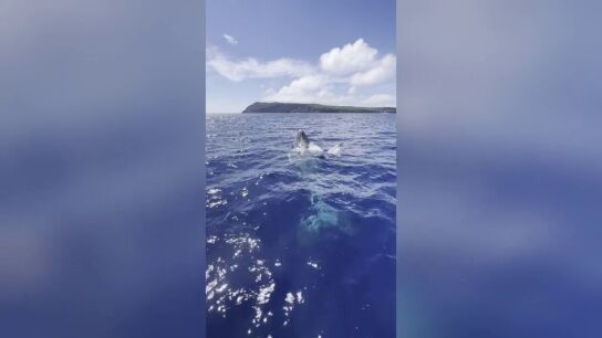 Una ballena se despide de una embarcaci&oacute;n despidi&eacute;ndose con la aleta