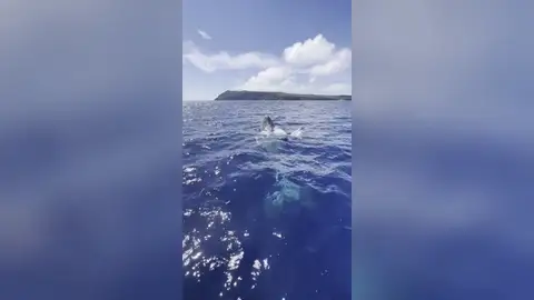 Una ballena se despide de una embarcación despidiéndose con la aleta Una ballena se despide de una embarcación despidiéndose con la aleta