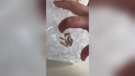 Encuentran una rana congelada en una bolsa de hielo y logran que vuelva a la vida