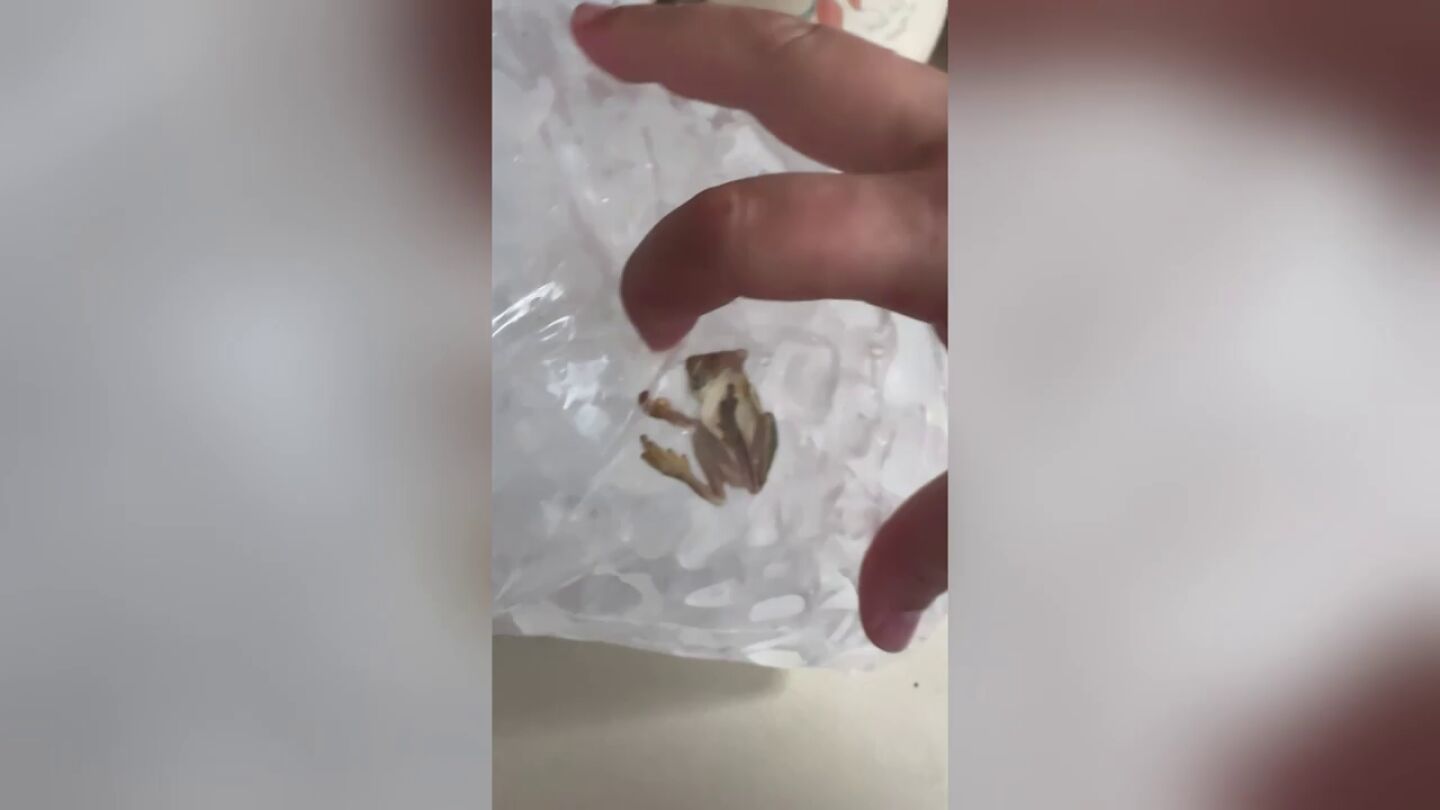 Encuentran una rana congelada en una bolsa de hielo y logran que vuelva a la vida