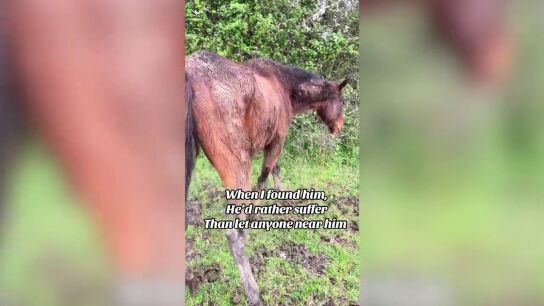 Rescatan a un caballo abandonado y su recuperaci&oacute;n sorprende a todos