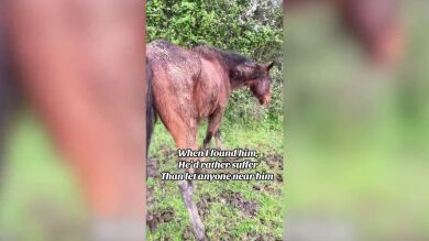 Rescatan a un caballo abandonado y su recuperación sorprende a todos