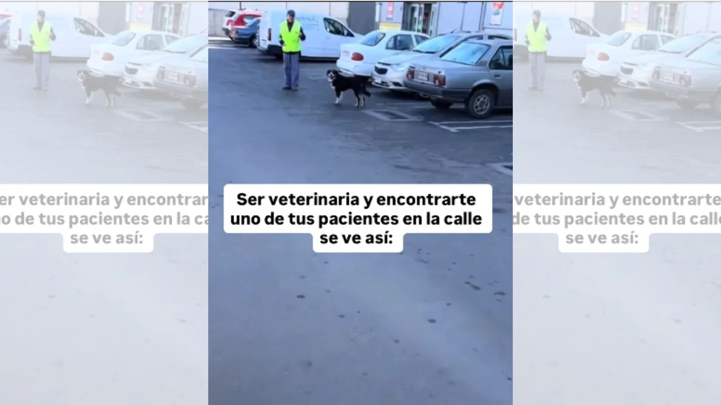 Veterinaria se encuentra con un paciente Veterinaria se encuentra con un paciente