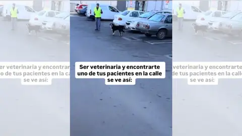Veterinaria se encuentra con un paciente Veterinaria se encuentra con un paciente