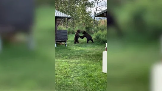 Dos osos pelean en Alaska por el mejor lugar para cazar salmón en una cascada Dos osos pelean en Alaska por el mejor lugar para cazar salmón en una cascada