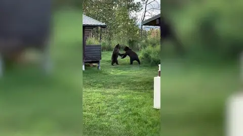 Dos osos pelean en Alaska por el mejor lugar para cazar salmón en una cascada Dos osos pelean en Alaska por el mejor lugar para cazar salmón en una cascada