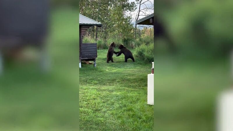 Dos osos pelean en Alaska por el mejor lugar para cazar salmón en una cascada