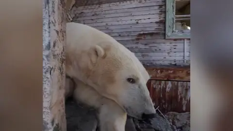 Un oso polar intenta comerse un drone Un oso polar intenta comerse un drone