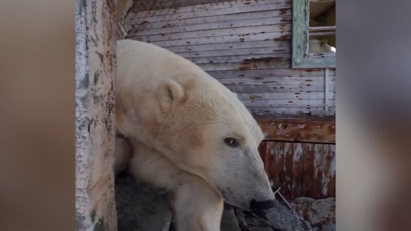 Un oso polar intenta comerse un drone