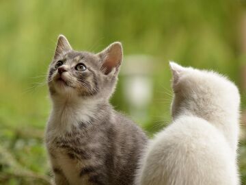 Gatos.