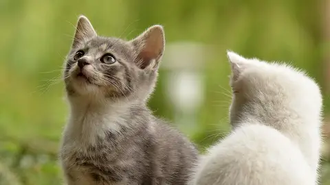 Gatos. Gatos.