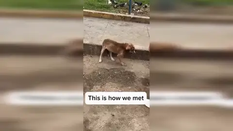 Rescatan a un perro abandonado a punto de morir y su transformación en 9 días es incréible Rescatan a un perro abandonado a punto de morir y su transformación en 9 días es incréible