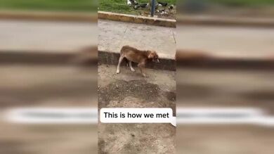 Rescatan a un perro abandonado a punto de morir y su transformación en 9 días es incréible