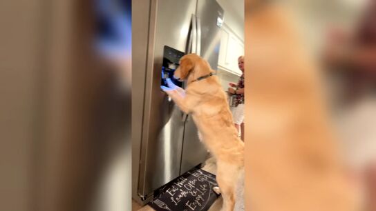 Un perro aprende a sacar hielo de la nevera para refrescarse