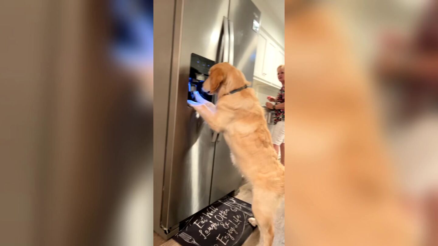Un perro aprende a sacar hielo de la nevera para refrescarse