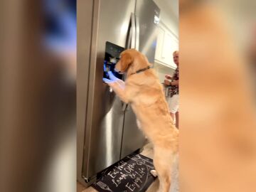 Un perro aprende a sacar hielo de la nevera para refrescarse