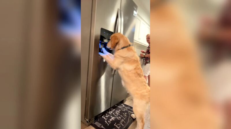 Un perro aprende a sacar hielo de la nevera para refrescarse