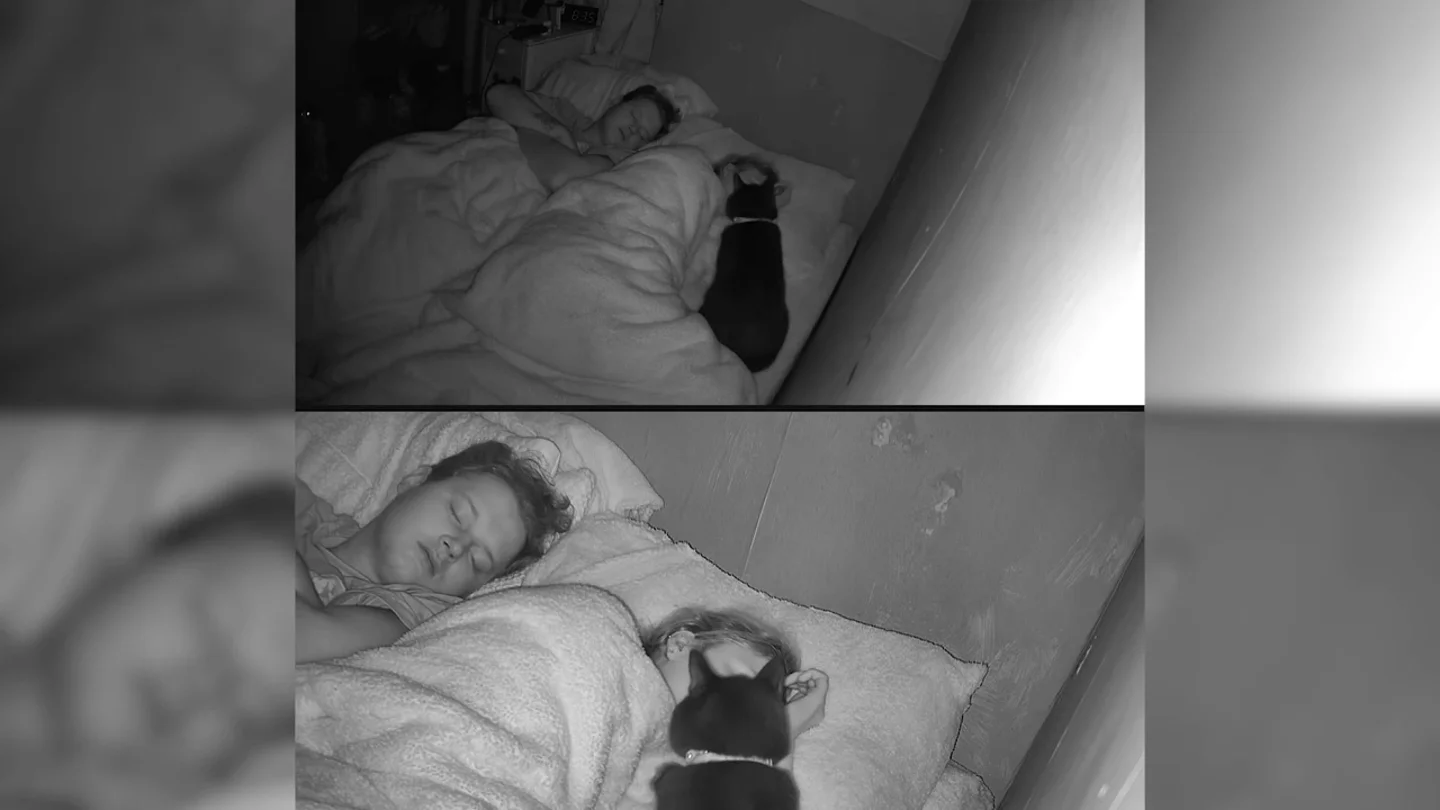 Un gato salva a su dueña que estaba sufriendo convulsiones mientras dormía Un gato salva a su dueña que estaba sufriendo convulsiones mientras dormía