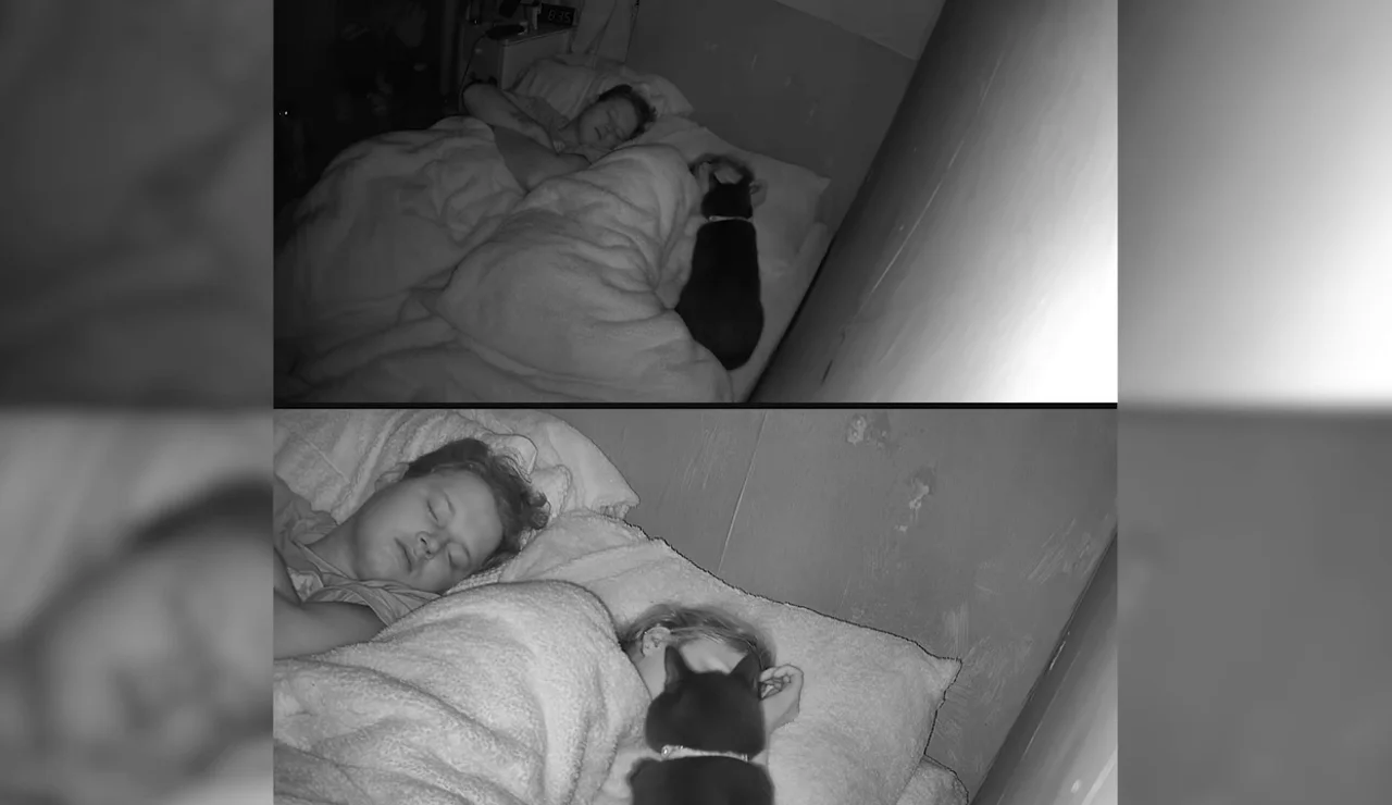 Un gato salva a su dueña que estaba sufriendo convulsiones mientras dormía