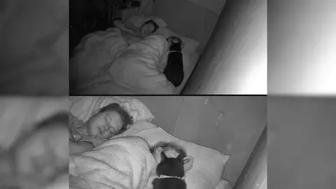 Un gato salva a su dueña que estaba sufriendo convulsiones mientras dormía Un gato salva a su dueña que estaba sufriendo convulsiones mientras dormía