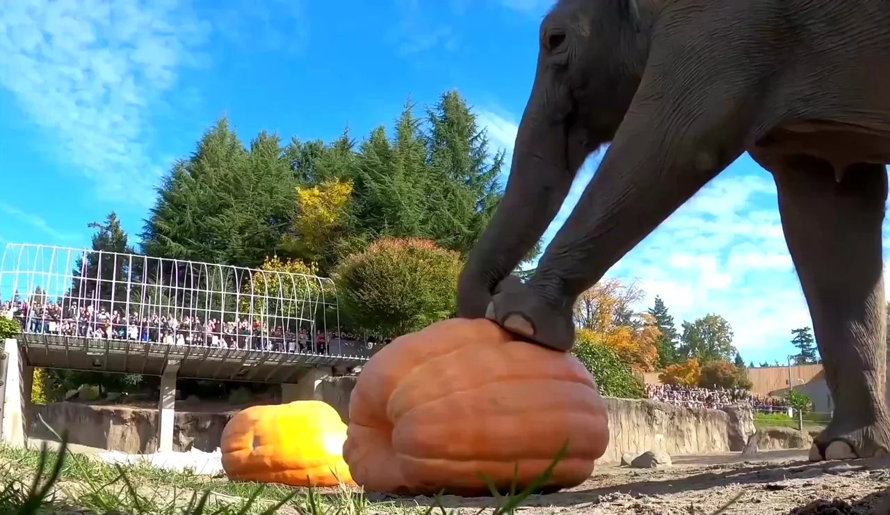 Los elefantes del Zoológico de Oregón pisotean y mastican calabazas gigantes por Halloween