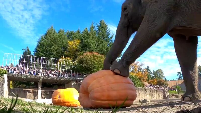  Los elefantes del Zoológico de Oregón pisotean y mastican calabazas gigantes por Halloween