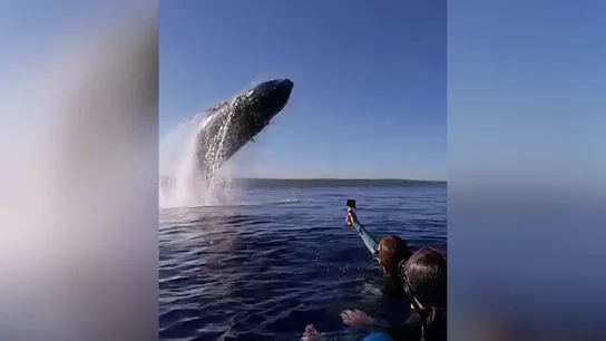 Una ballena jorobada salta a pocos metros de unos nadadores en un momento impresionante Una ballena jorobada salta a pocos metros de unos nadadores en un momento impresionante