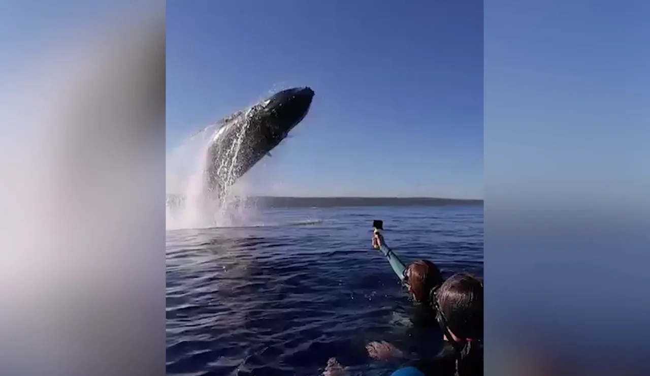 Una ballena jorobada salta a pocos metros de unos nadadores en un momento impresionante