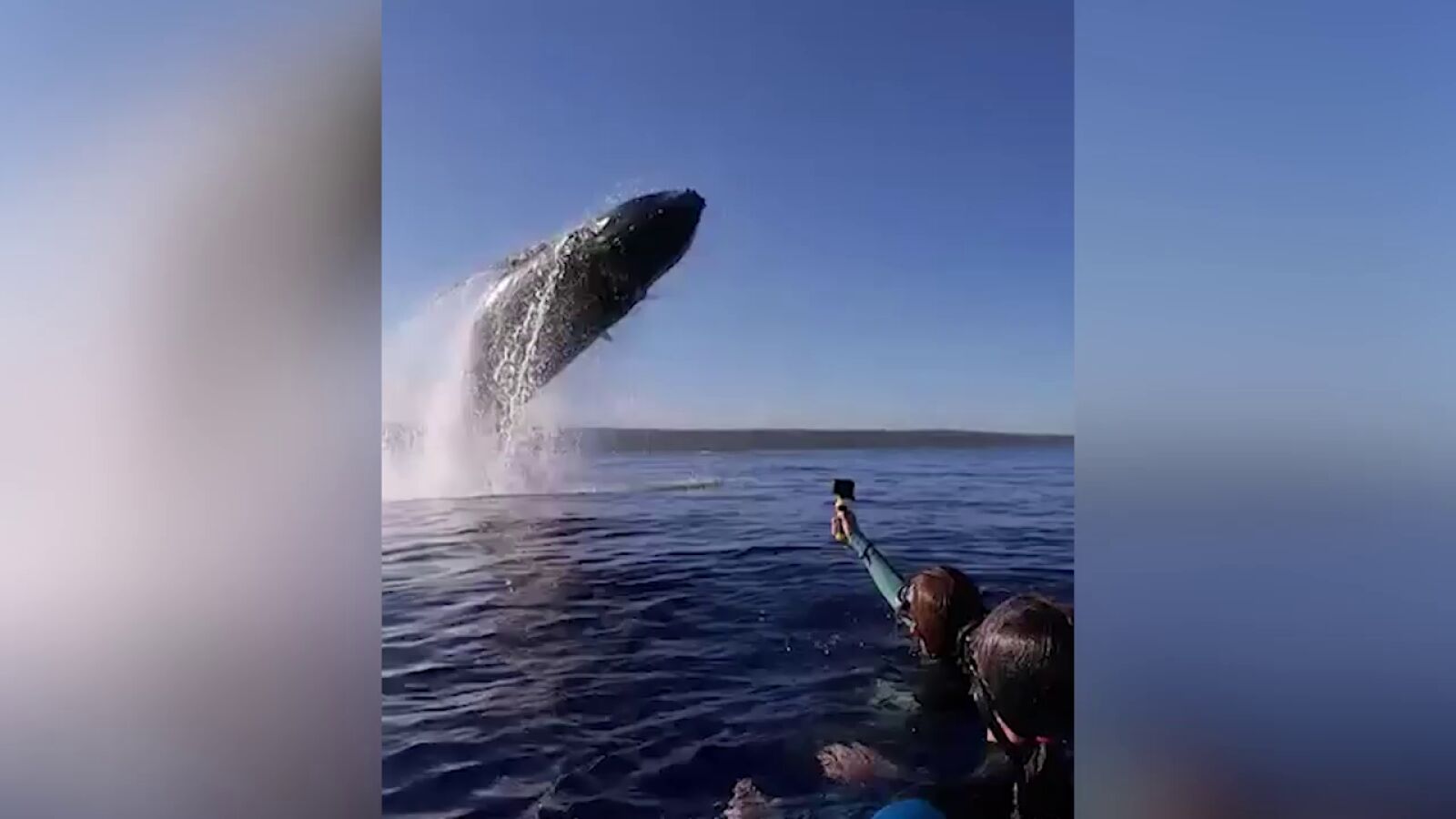 Una ballena jorobada salta a pocos metros de unos nadadores en un momento impresionante