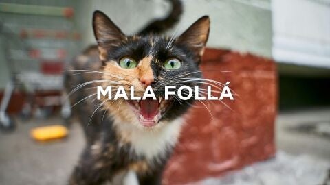 Expresiones granaínas - Mala follá