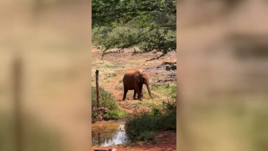 El adorable momento en que unos elefantes beb&eacute;s corren a por sus biberones de leche en Kenia