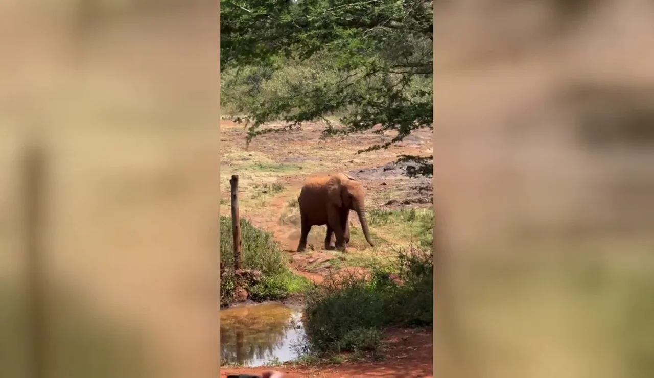 El adorable momento en que unos elefantes bebés corren a por sus biberones de leche en Kenia