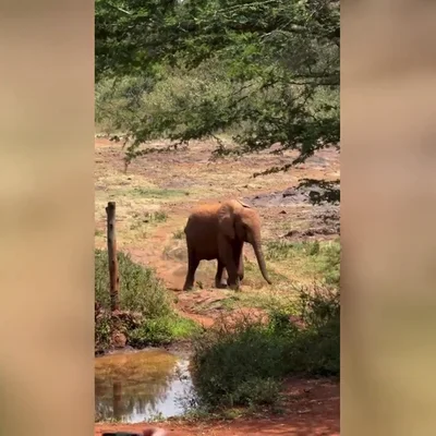 El adorable momento en que unos elefantes bebés corren a por sus biberones de leche en Kenia