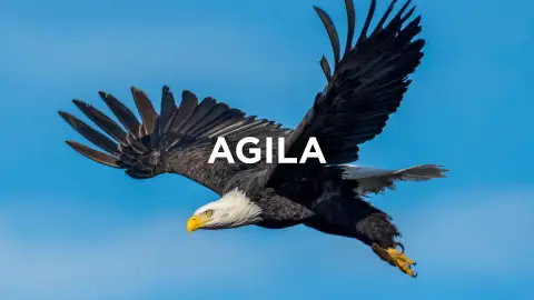 Expresiones extremeñas - Aguila Expresiones extremeñas - Aguila