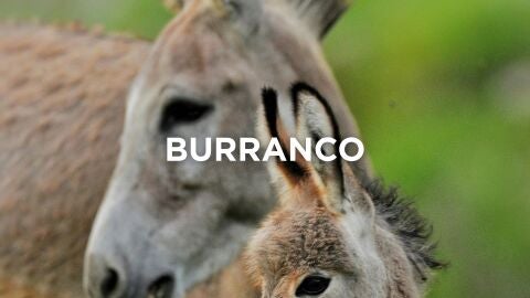 Expresiones extremeñas - Burranco
