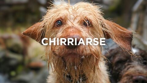 Expresiones navarras - Chirriarse