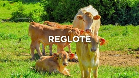 Expresiones navarras - Reglote