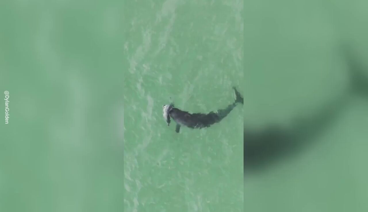 Un delf&iacute;n carga a su cr&iacute;a muerta con su manada