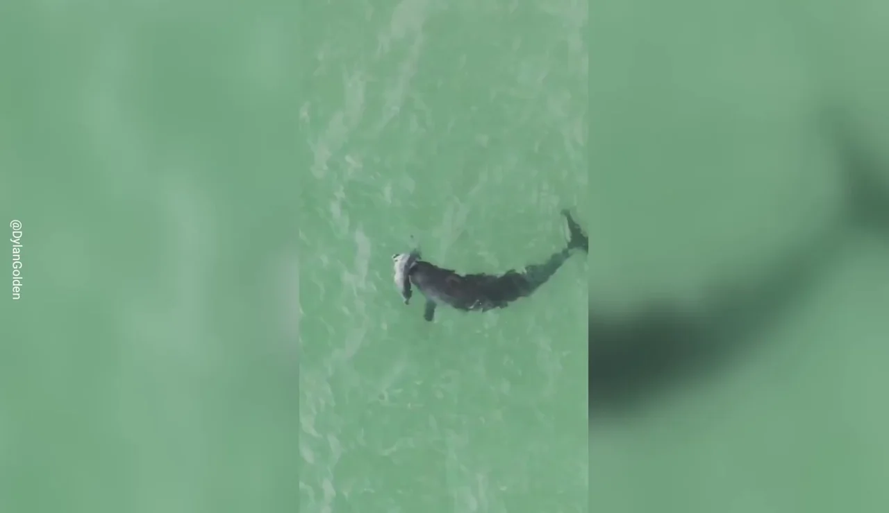 Un delfín carga a su cría muerta con su manada