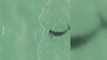 Un delf&iacute;n carga a su cr&iacute;a muerta con su manada