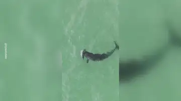 Un delfín carga a su cría muerta con su manada Un delfín carga a su cría muerta con su manada