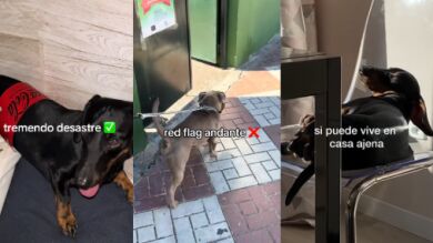 El trend de TikTok de Rosalía protagonizado por mascotas: 