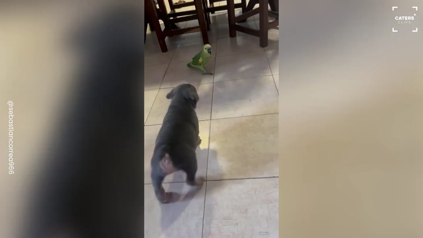 Una lora argentina habla con el perro de la familia Una lora argentina habla con el perro de la familia